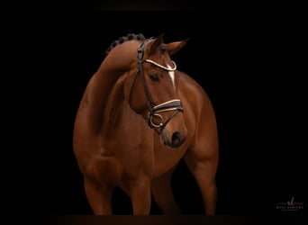 Caballo de deporte alemán, Caballo castrado, 5 años, 167 cm, Castaño
