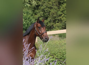 Caballo de deporte alemán, Caballo castrado, 5 años, 167 cm, Castaño oscuro