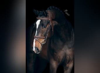 Caballo de deporte alemán, Caballo castrado, 5 años, 167 cm, Castaño oscuro