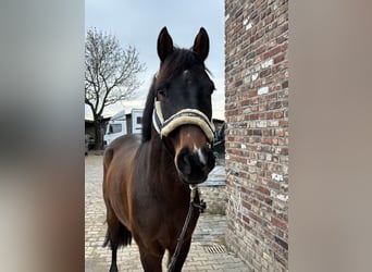 Caballo de deporte alemán, Caballo castrado, 5 años, 167 cm, Castaño oscuro