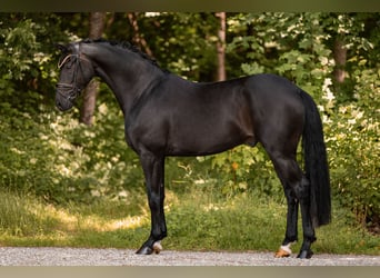 Caballo de deporte alemán, Caballo castrado, 5 años, 167 cm, Negro