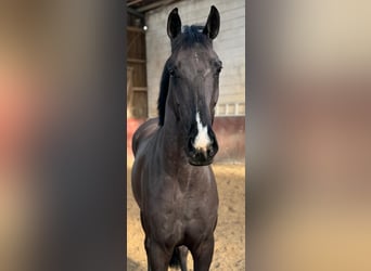 Caballo de deporte alemán, Caballo castrado, 5 años, 167 cm, Negro