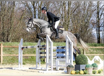 Caballo de deporte alemán, Caballo castrado, 5 años, 167 cm, Tordo