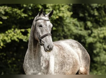 Caballo de deporte alemán, Caballo castrado, 5 años, 167 cm, Tordo