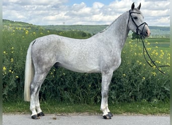 Caballo de deporte alemán, Caballo castrado, 5 años, 167 cm, Tordo