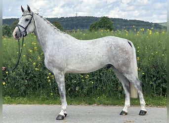 Caballo de deporte alemán, Caballo castrado, 5 años, 167 cm, Tordo