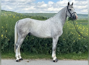 Caballo de deporte alemán, Caballo castrado, 5 años, 167 cm, Tordo