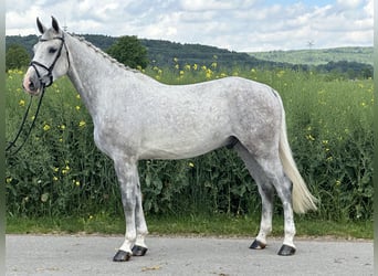 Caballo de deporte alemán, Caballo castrado, 5 años, 167 cm, Tordo