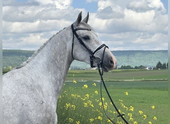Caballo de deporte alemán, Caballo castrado, 5 años, 167 cm, Tordo