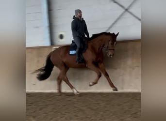 Caballo de deporte alemán, Caballo castrado, 5 años, 168 cm, Alazán