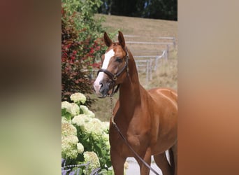 Caballo de deporte alemán, Caballo castrado, 5 años, 168 cm, Alazán
