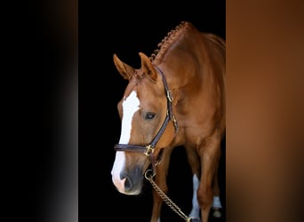 Caballo de deporte alemán, Caballo castrado, 5 años, 168 cm, Alazán