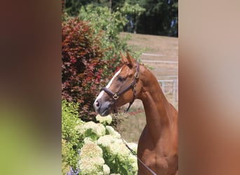 Caballo de deporte alemán, Caballo castrado, 5 años, 168 cm, Alazán