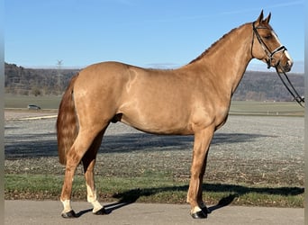 Caballo de deporte alemán, Caballo castrado, 5 años, 168 cm, Alazán