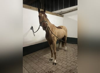 Caballo de deporte alemán, Caballo castrado, 5 años, 168 cm, Alazán