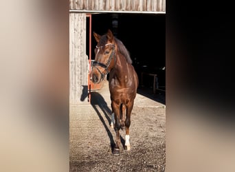 Caballo de deporte alemán, Caballo castrado, 5 años, 168 cm, Alazán-tostado
