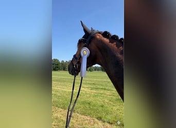Caballo de deporte alemán, Caballo castrado, 5 años, 168 cm, Alazán-tostado