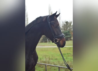 Caballo de deporte alemán, Caballo castrado, 5 años, 168 cm, Castaño oscuro