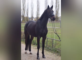 Caballo de deporte alemán, Caballo castrado, 5 años, 168 cm, Castaño oscuro