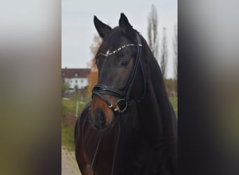 Caballo de deporte alemán, Caballo castrado, 5 años, 168 cm, Castaño oscuro