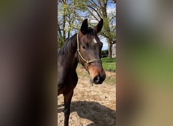 Caballo de deporte alemán, Caballo castrado, 5 años, 168 cm, Castaño oscuro