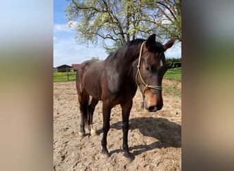 Caballo de deporte alemán, Caballo castrado, 5 años, 168 cm, Castaño oscuro