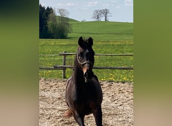 Caballo de deporte alemán, Caballo castrado, 5 años, 168 cm, Castaño oscuro