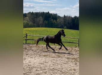 Caballo de deporte alemán, Caballo castrado, 5 años, 168 cm, Castaño oscuro