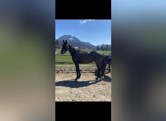 Caballo de deporte alemán, Caballo castrado, 5 años, 168 cm, Castaño oscuro