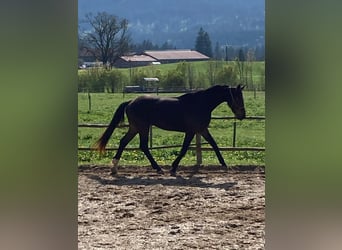 Caballo de deporte alemán, Caballo castrado, 5 años, 168 cm, Castaño oscuro