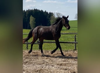 Caballo de deporte alemán, Caballo castrado, 5 años, 168 cm, Castaño oscuro