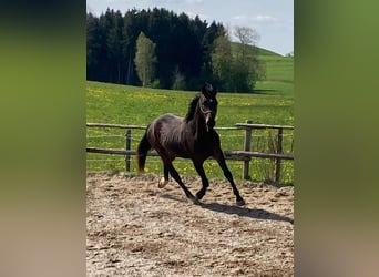 Caballo de deporte alemán, Caballo castrado, 5 años, 168 cm, Castaño oscuro