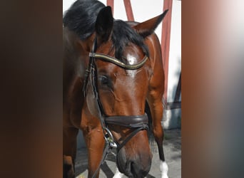 Caballo de deporte alemán, Caballo castrado, 5 años, 168 cm, Castaño rojizo