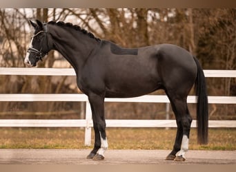 Caballo de deporte alemán, Caballo castrado, 5 años, 168 cm, Negro