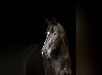 Caballo de deporte alemán, Caballo castrado, 5 años, 168 cm, Negro