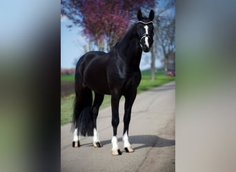 Caballo de deporte alemán, Caballo castrado, 5 años, 168 cm, Negro