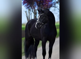 Caballo de deporte alemán, Caballo castrado, 5 años, 168 cm, Negro