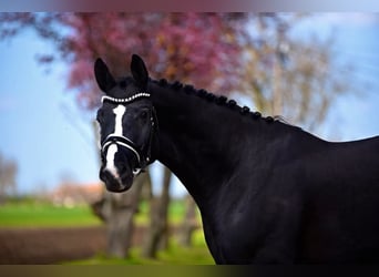 Caballo de deporte alemán, Caballo castrado, 5 años, 168 cm, Negro