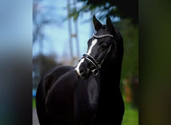 Caballo de deporte alemán, Caballo castrado, 5 años, 168 cm, Negro