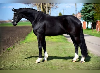 Caballo de deporte alemán, Caballo castrado, 5 años, 168 cm, Negro