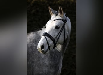 Caballo de deporte alemán, Caballo castrado, 5 años, 168 cm, Tordo