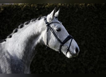 Caballo de deporte alemán, Caballo castrado, 5 años, 168 cm, Tordo