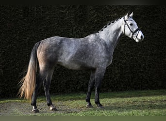 Caballo de deporte alemán, Caballo castrado, 5 años, 168 cm, Tordo