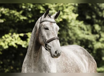 Caballo de deporte alemán, Caballo castrado, 5 años, 168 cm, Tordo