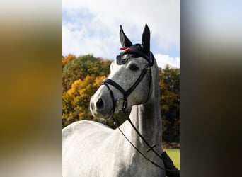 Caballo de deporte alemán, Caballo castrado, 5 años, 168 cm, Tordo