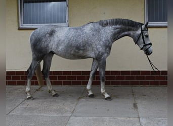 Caballo de deporte alemán, Caballo castrado, 5 años, 168 cm, Tordo