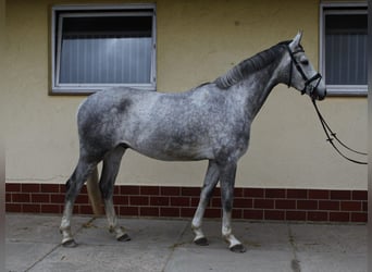 Caballo de deporte alemán, Caballo castrado, 5 años, 168 cm, Tordo