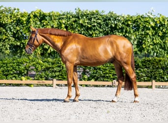 Caballo de deporte alemán, Caballo castrado, 5 años, 169 cm, Alazán