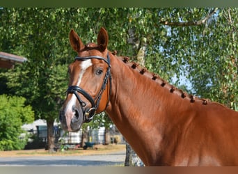 Caballo de deporte alemán, Caballo castrado, 5 años, 169 cm, Alazán-tostado