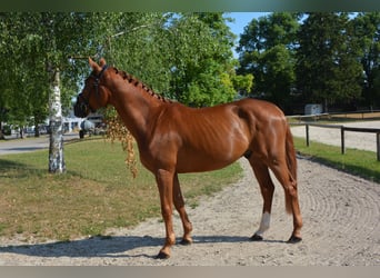 Caballo de deporte alemán, Caballo castrado, 5 años, 169 cm, Alazán-tostado